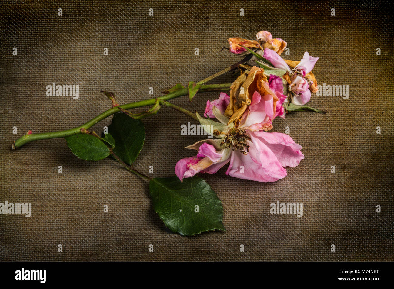 Dead rose bush hires stock photography and images Alamy