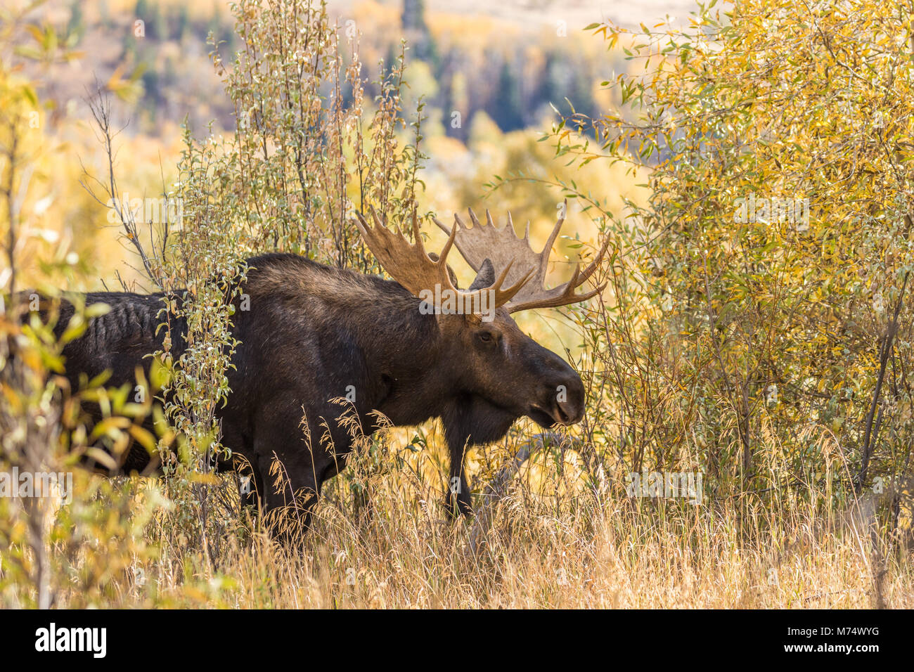 Moose Fall Time Bull Moose in the Fall Rut Stock Photo - Alamy