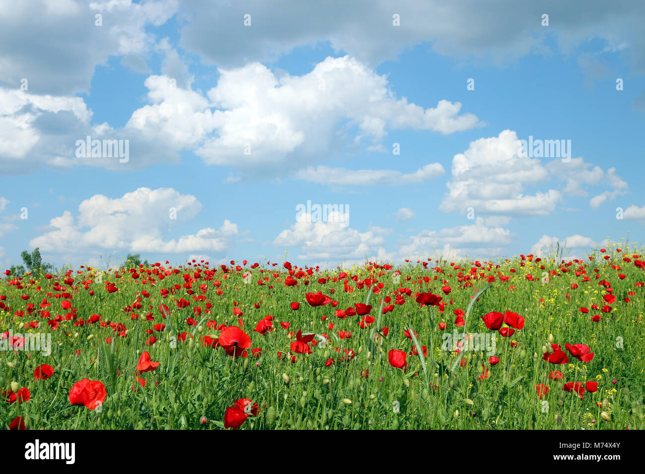 blue sky with clouds over poppies flower field landscape spring season ...