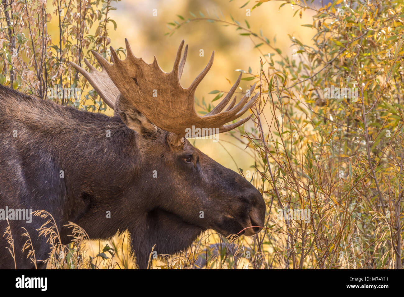 Fall Moose Real Bull Moose in the Fall Rut Stock Photo - Alamy