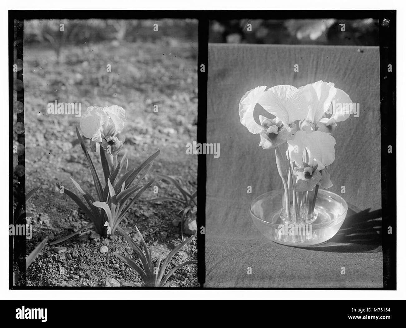 A photograph showing an iris flower growing outdoors and another ...
