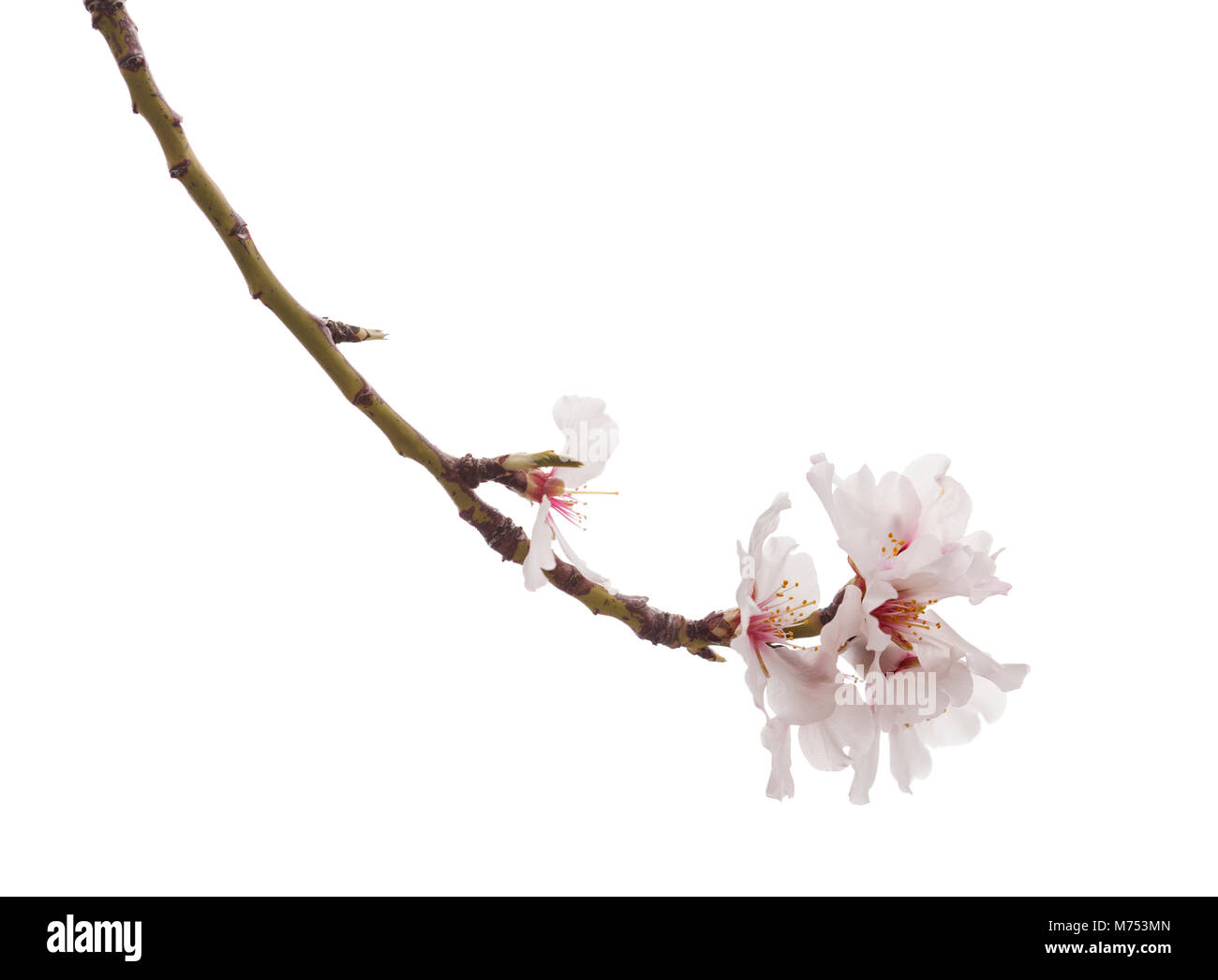 almond blossoms isolated on white background Stock Photo - Alamy