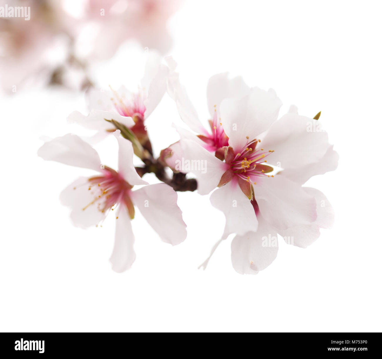 almond blossoms isolated on white background Stock Photo - Alamy