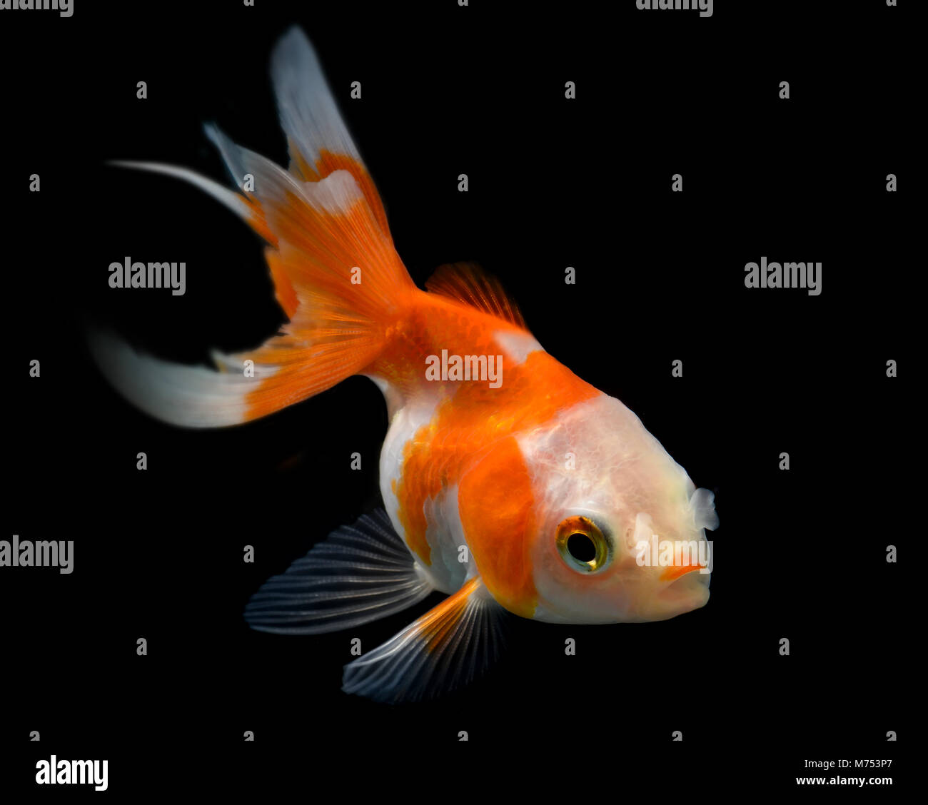 Young golden fish in fish tank with black background and flash studio lighting. Stock Photo