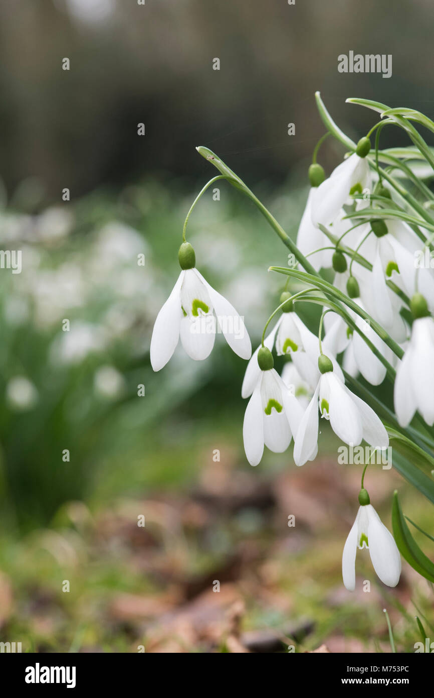 Galanthus ‘Magnet’. Snowdrop ’Magnet’ flower in February. UK Stock Photo