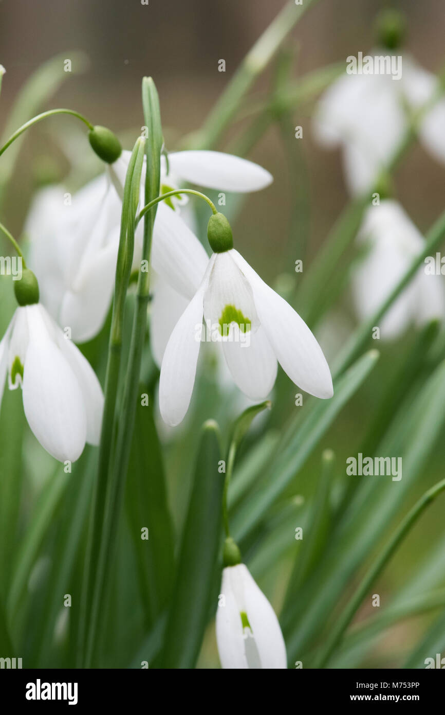 Galanthus ‘Magnet’. Snowdrop ’Magnet’ flower in February. UK Stock Photo