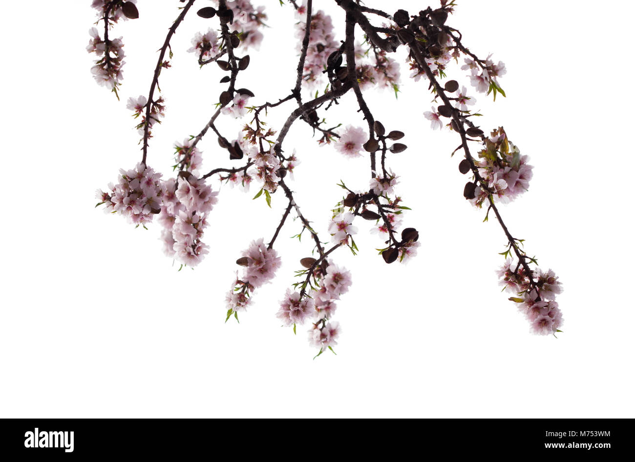 almond blossoms isolated on white background Stock Photo - Alamy