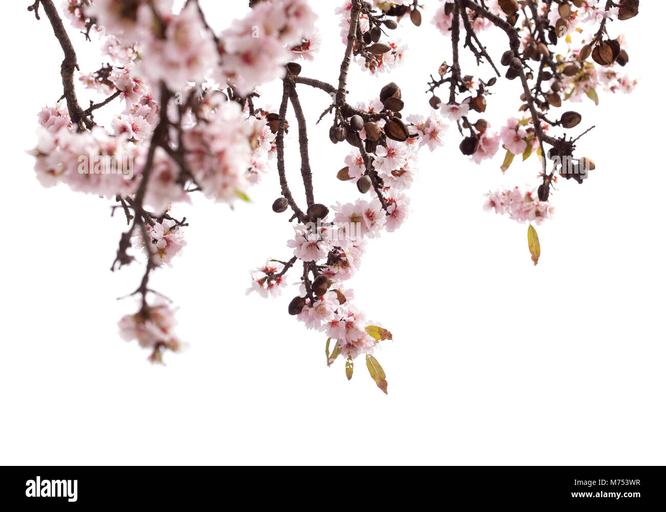 almond blossoms isolated on white background Stock Photo - Alamy