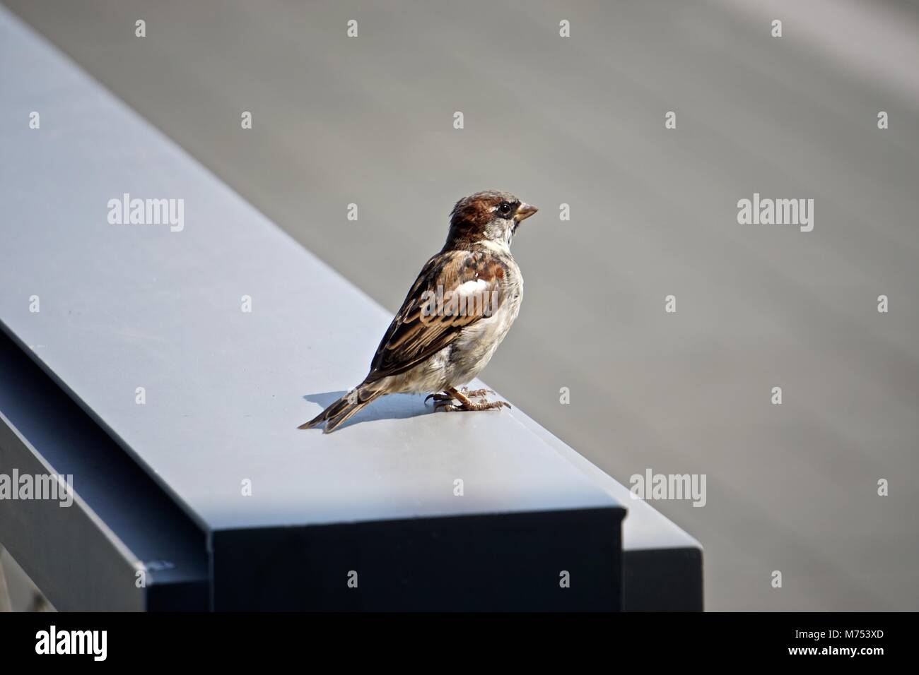 The house sparrow (Passer domesticus) is associated with human habitations, and can live in urban or rural settings. Stock Photo