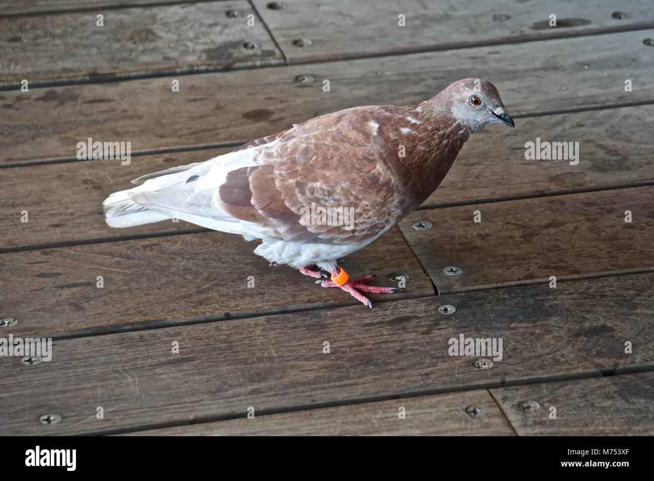 Pigeon tracking