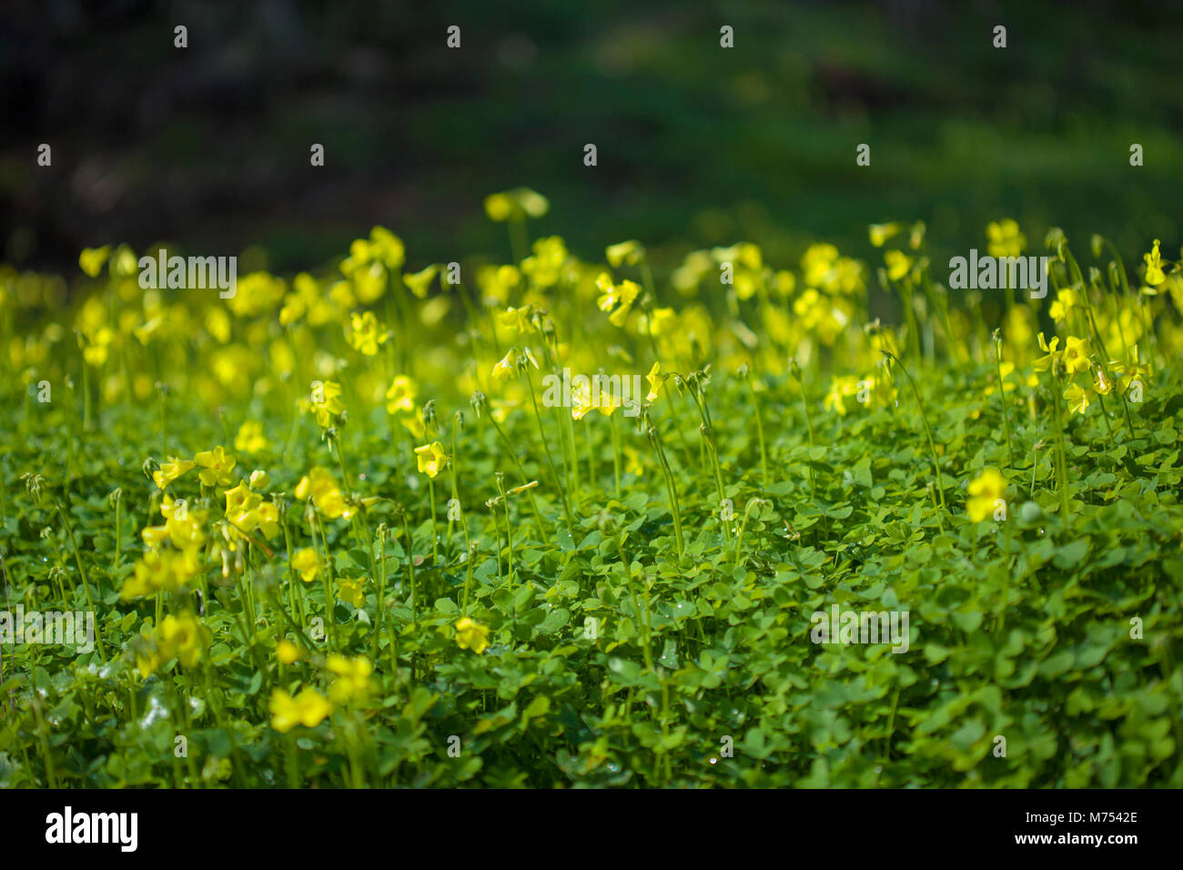 yellow flowers of Oxalis pes-caprae, Bermuda buttercup, invasive species and noxious weed Stock Photo
