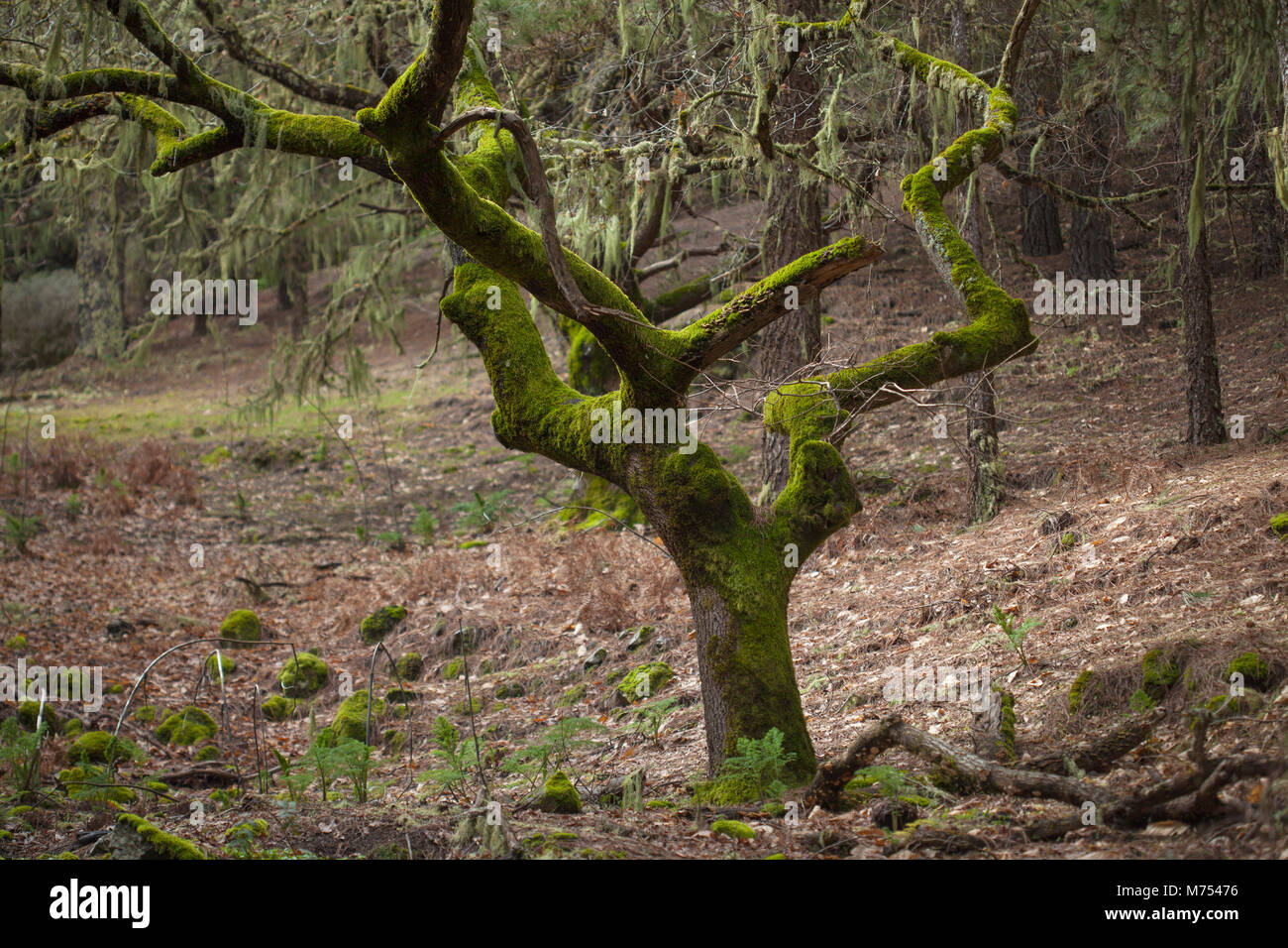 old tree covered in moss, Las Cumbres, highest areas of Gran Canaria Stock Photo