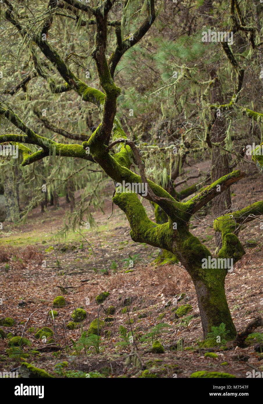 old tree covered in moss, Las Cumbres, highest areas of Gran Canaria Stock Photo