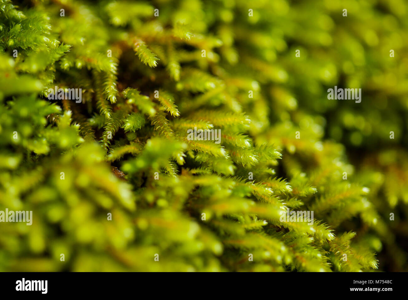 green moss carpet natural macro background Stock Photo