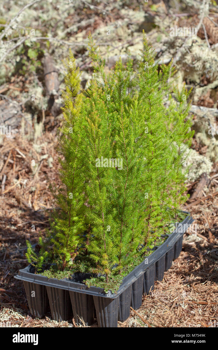 reforestation on Gran Canaria - small plants of Erica arborea prepared for planting Stock Photo