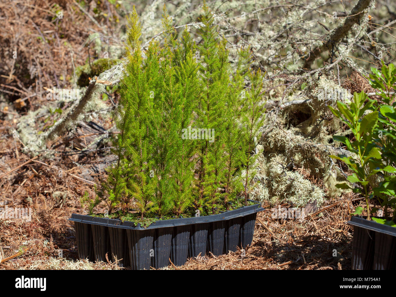 reforestation on Gran Canaria - small plants of Erica arborea prepared for planting Stock Photo