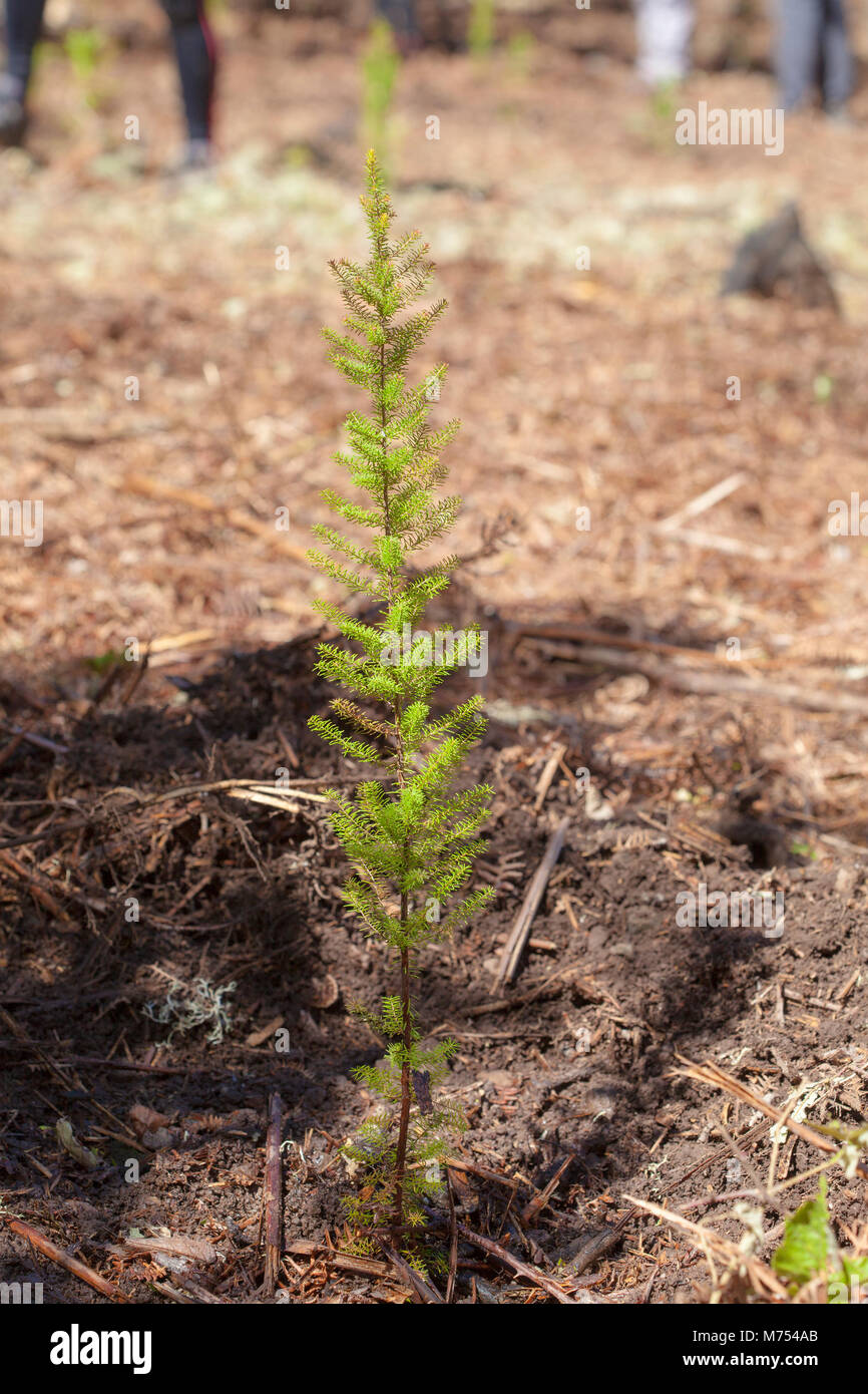 reforestation on Gran Canaria - small plant of Erica planted Stock Photo