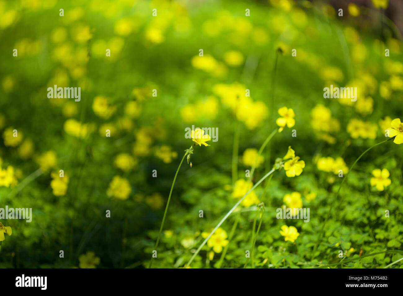 Oxalis pes-caprae natural floral macro background Stock Photo