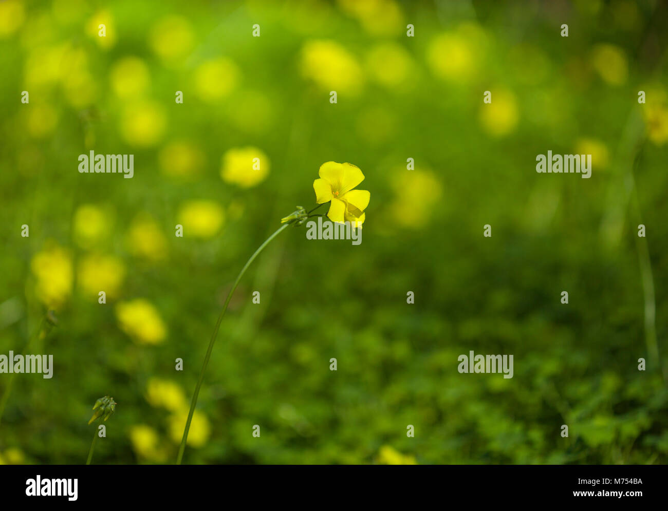 Oxalis pes-caprae natural floral macro background Stock Photo