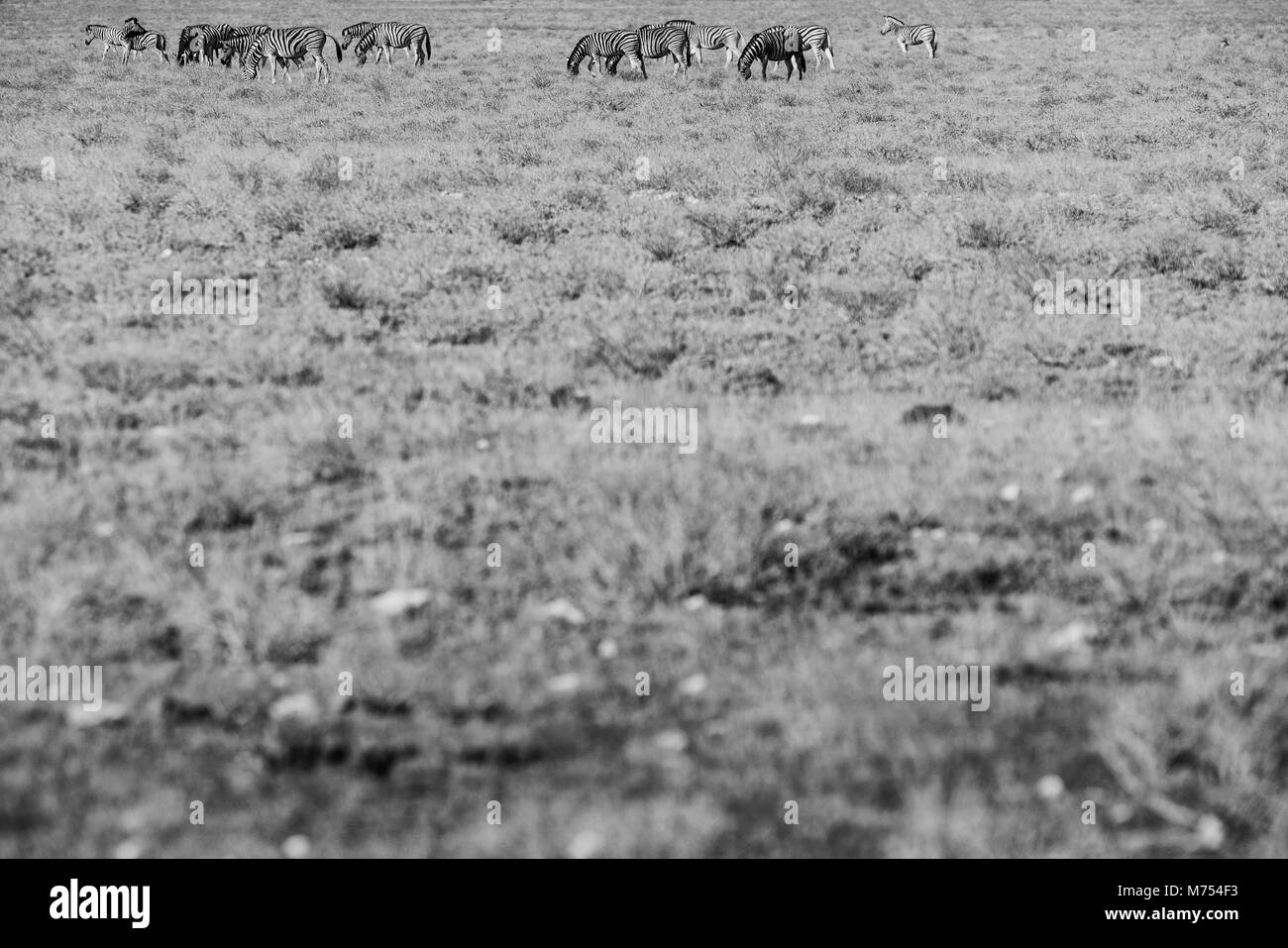 Herd of zebras walking on etosha. Namibia. Africa. Bw version. Stock Photo