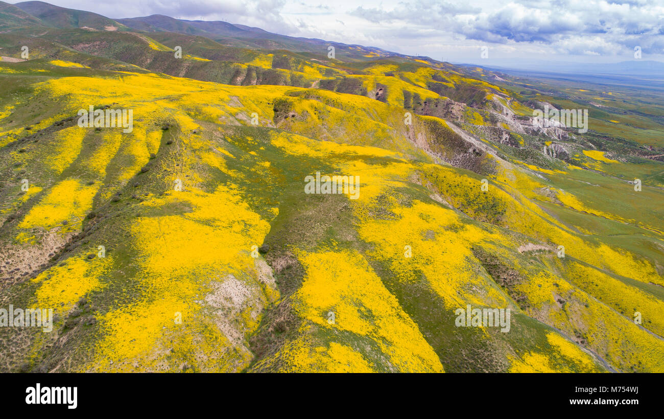 Wildflower blooms in the Temblor Range, Carrizo Plain National Monument, California, Aerial view