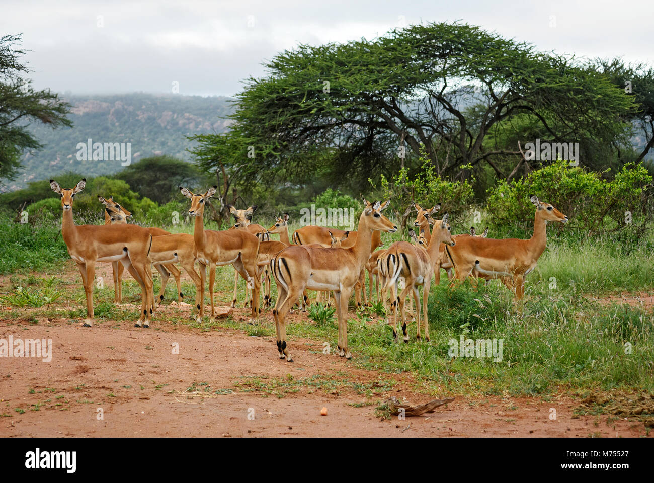 Impala - Aepyceros melampus, small fast antelope from African savanna, Tsavo National Park and Taita hills reserve, Kenya. Stock Photo