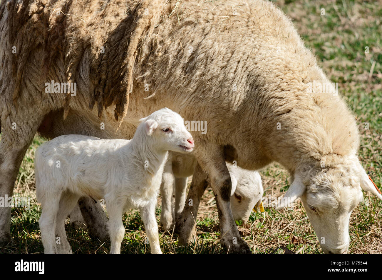 A mother sheep and two lambs graze in a field at the Biltmore Estate in ...