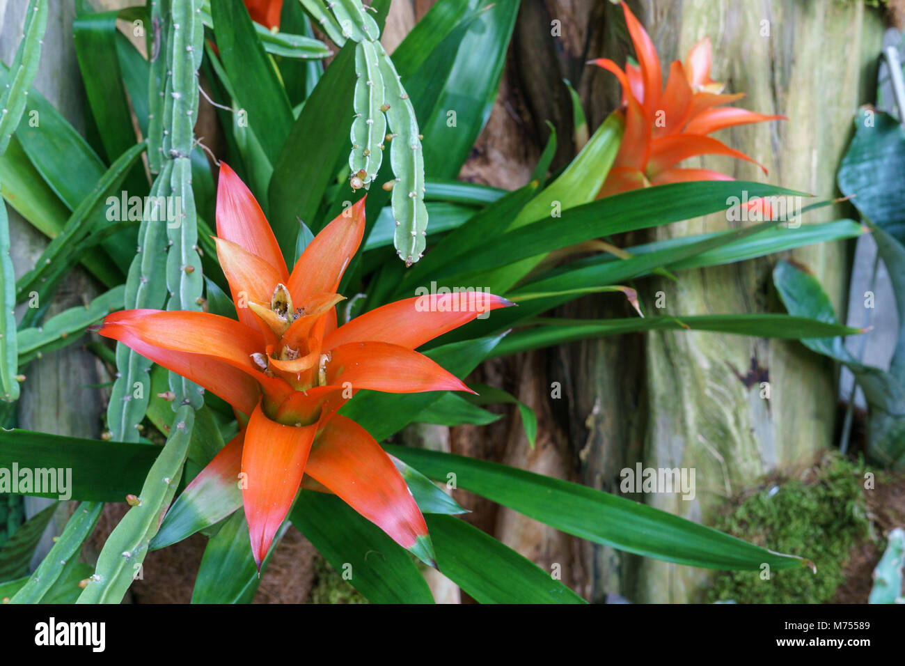 Red flower in amazon rainforest hires stock photography and images Alamy