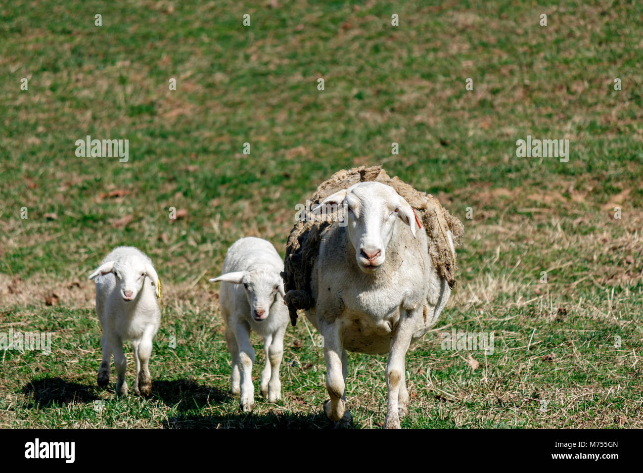 A mother sheep and two lambs (White Dorper) (Ovis aries) walk towards the camera, staring, at the Biltmore Estate in Asheville, NC, USA Stock Photo