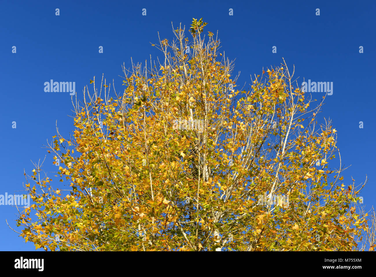 maple leafs and tree with blue sky Stock Photo - Alamy