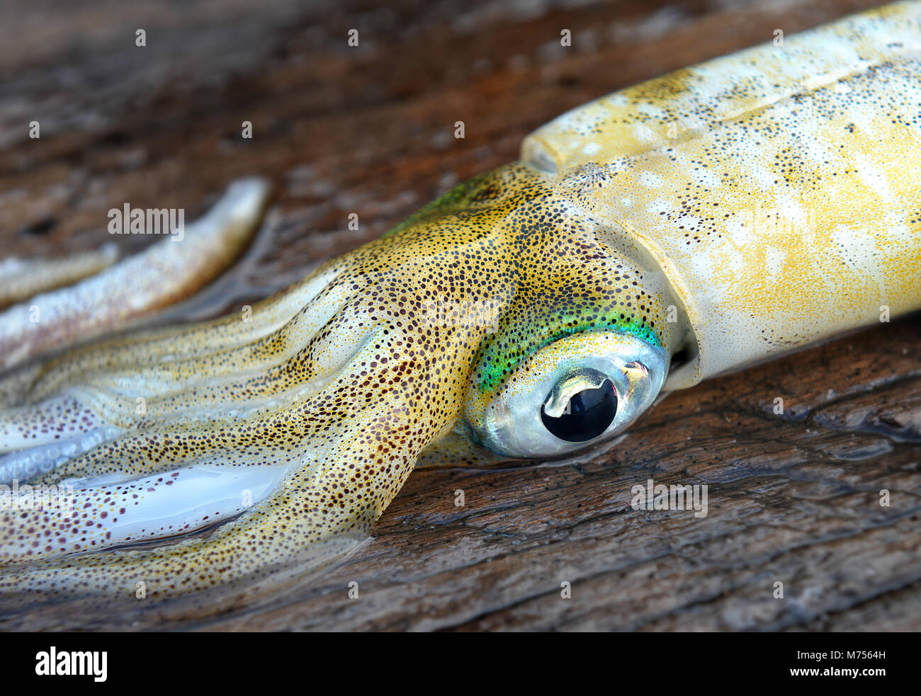 Eye focusing of Fresh and life soft cuttle fish from fishery market in Thailand photo in outdoor cloudy lighting. Stock Photo
