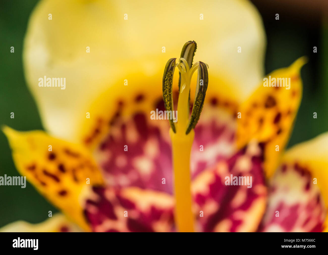 A macro shot of the stamen of a tiger flower bloom. Stock Photo