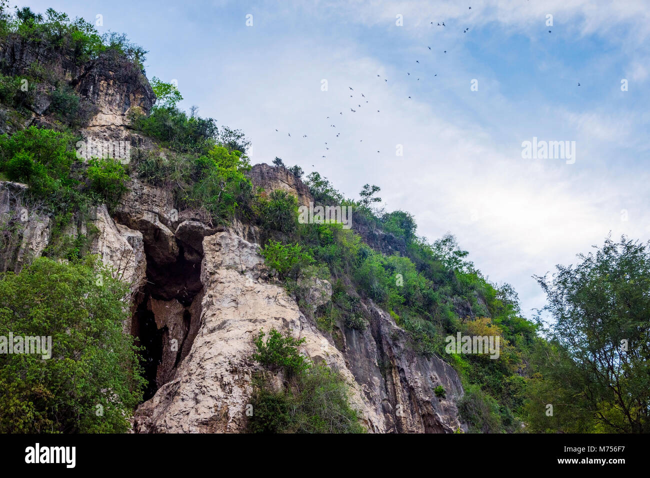 Bats flying out of the Bat cave, Battambang, Cambodia Stock Photo Alamy