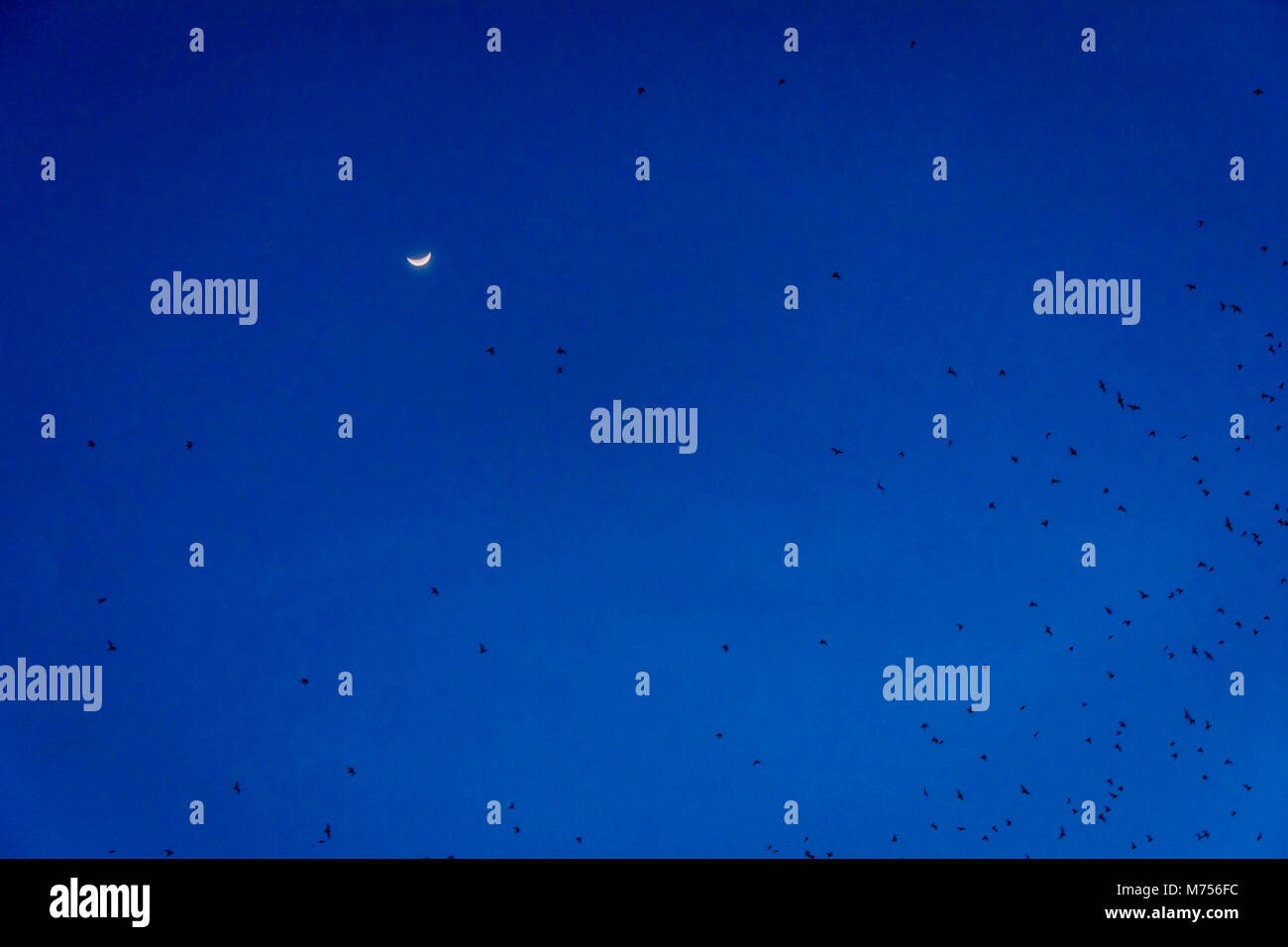 Group of bats flying in the night sky with the moon Stock Photo - Alamy