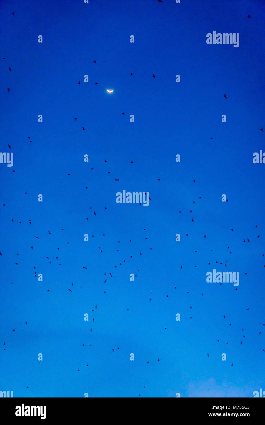 Group of bats flying in the night sky with the moon Stock Photo - Alamy