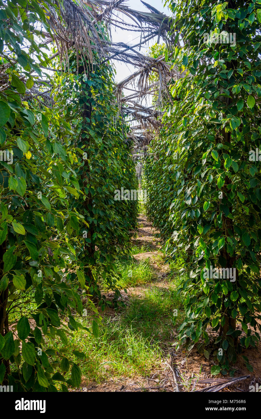 Kampot pepper farm, pepper plant growing, Kampot, Cambodia Stock Photo