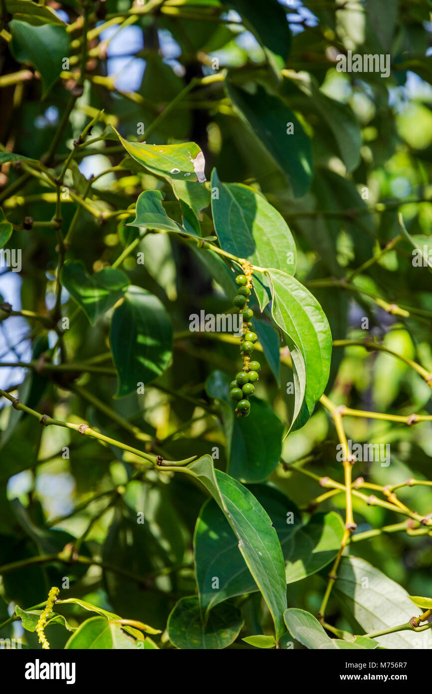 Kampot pepper farm, pepper plant growing, Kampot, Cambodia Stock Photo