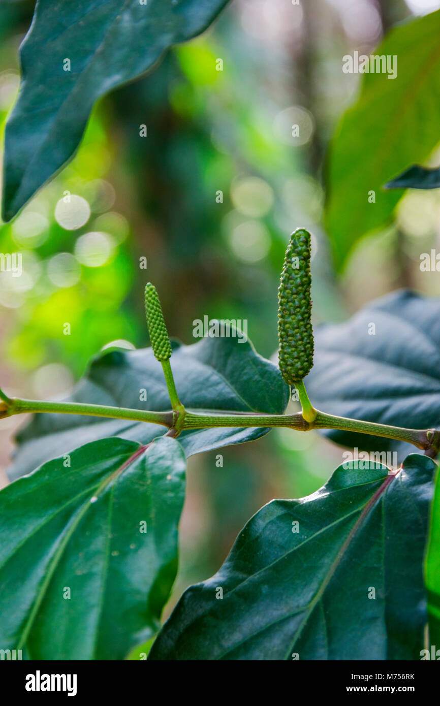 Kampot pepper farm, long pepper plant growing, Kampot, Cambodia Stock