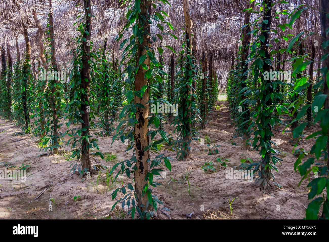 Kampot pepper farm, pepper plant growing, Kampot, Cambodia Stock Photo