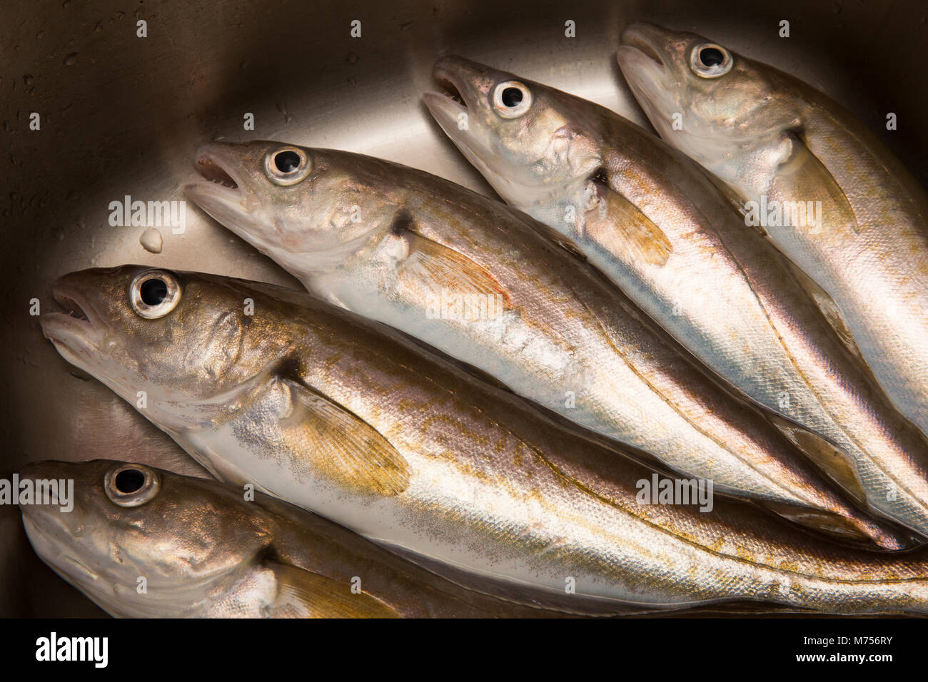 Whiting, merlangius merlangus-caught in Morecambe Bay North West England UK GB, ready to be prepared for cooking. Stock Photo
