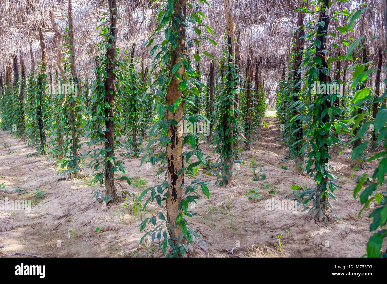 Kampot pepper farm, pepper plant growing, Kampot, Cambodia Stock Photo
