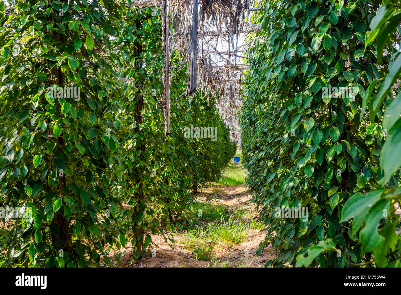 Kampot pepper farm, pepper plant growing, Kampot, Cambodia Stock Photo