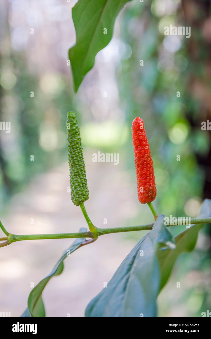 Long Pepper High Resolution Stock Photography And Images Alamy