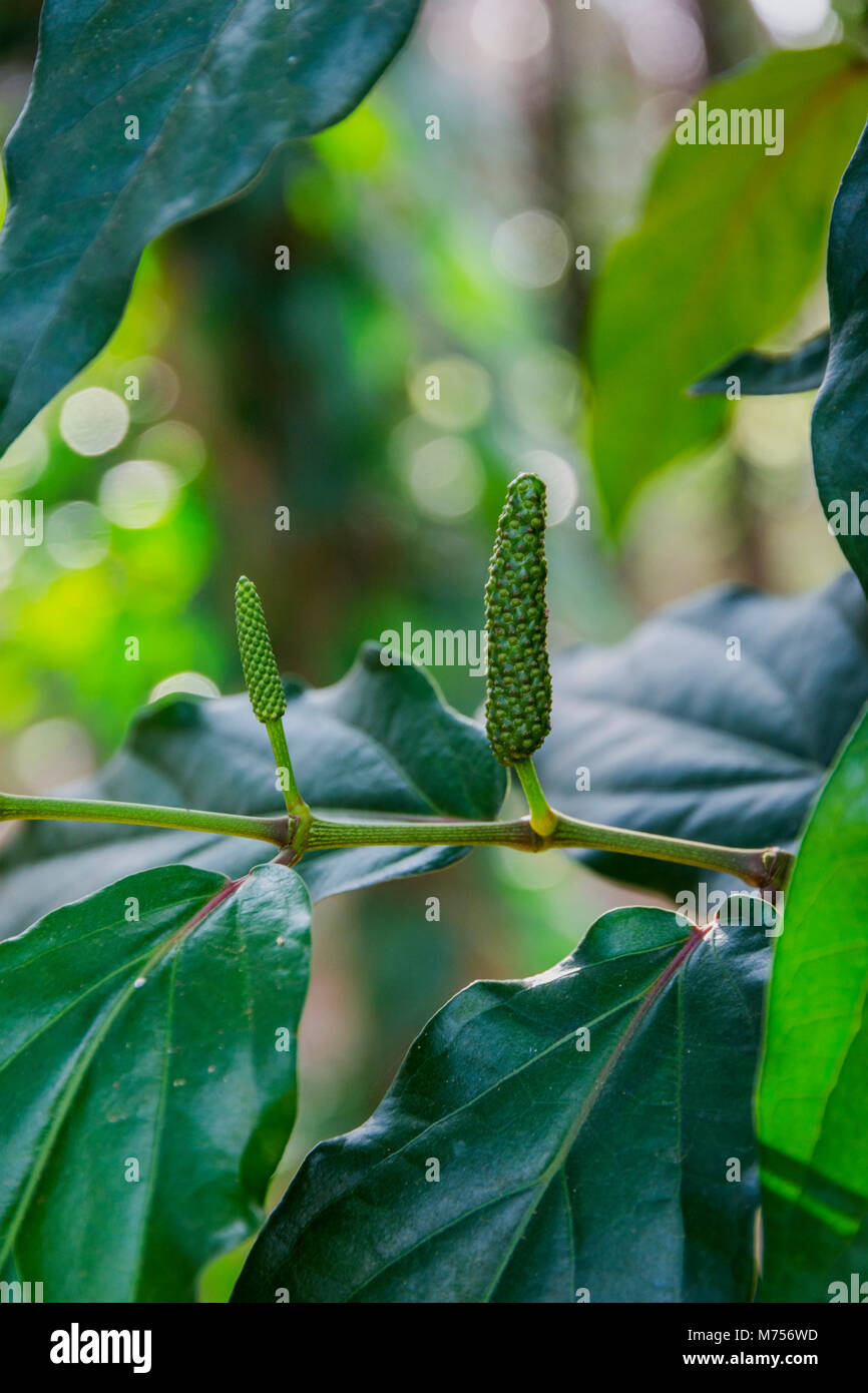 Kampot pepper farm, long pepper plant growing, Kampot, Cambodia Stock