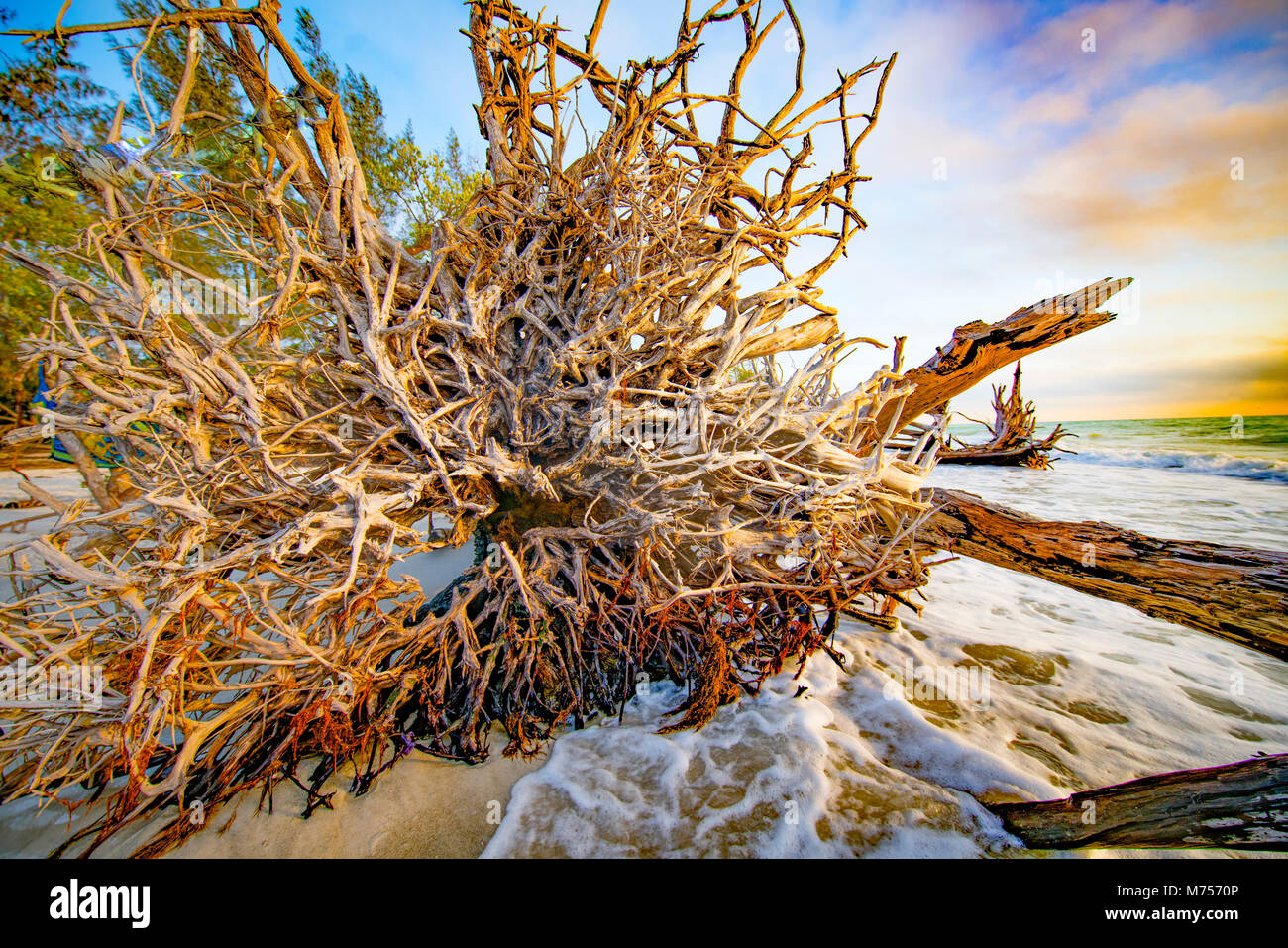 The Drowned Forest, Longboat Key, Florida Guulf of Mexico Stock Photo