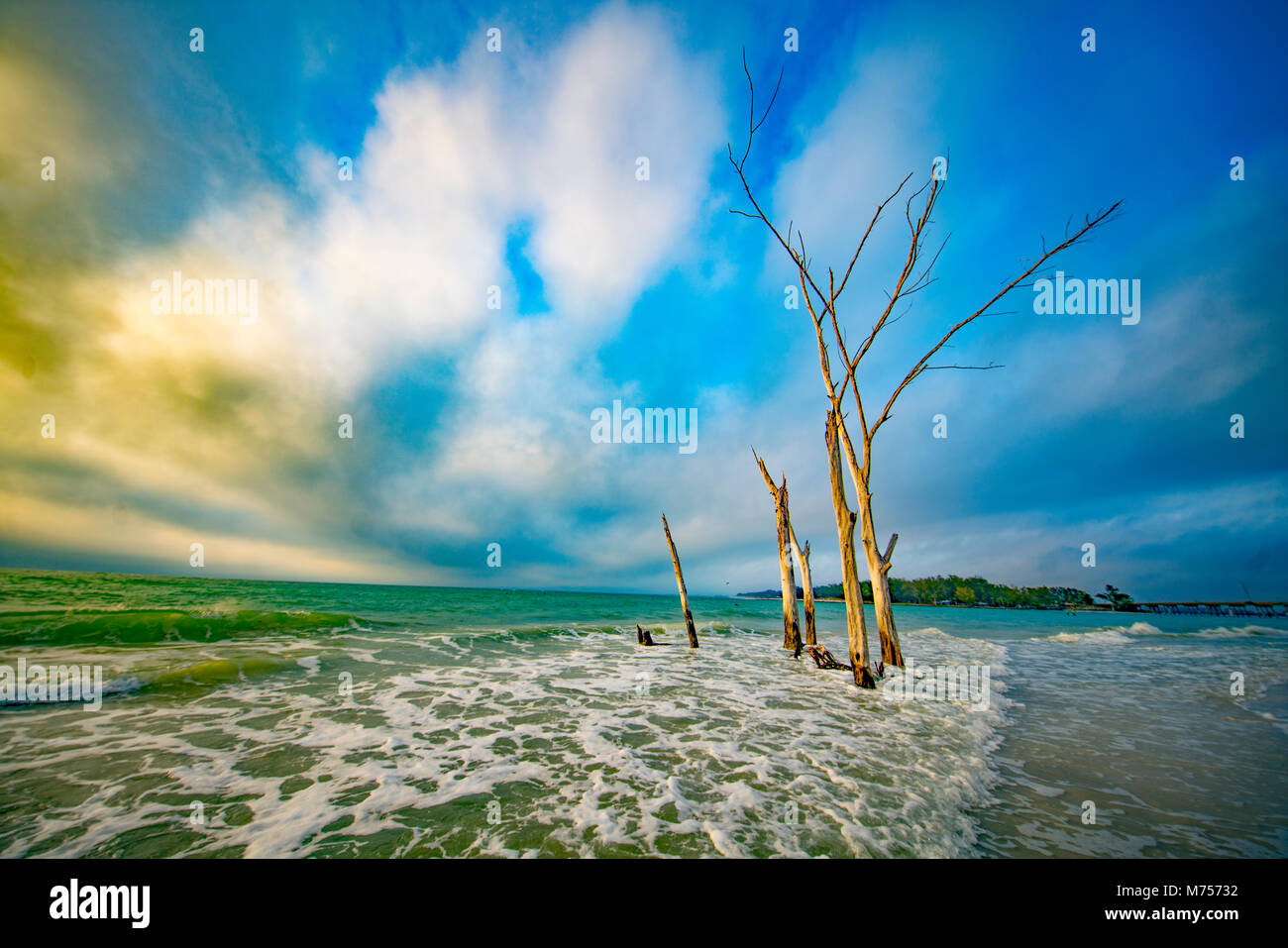 The Drowned Forest, Longboat Key, Florida Guulf of Mexico Stock Photo