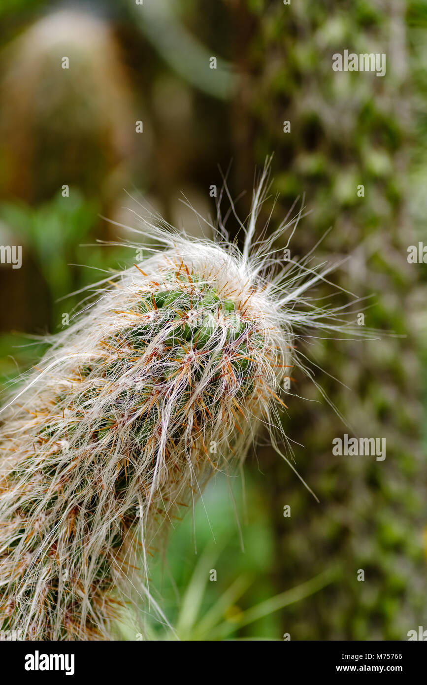 Crooked hairy cactus, Oreocereus celsianus Stock Photo
