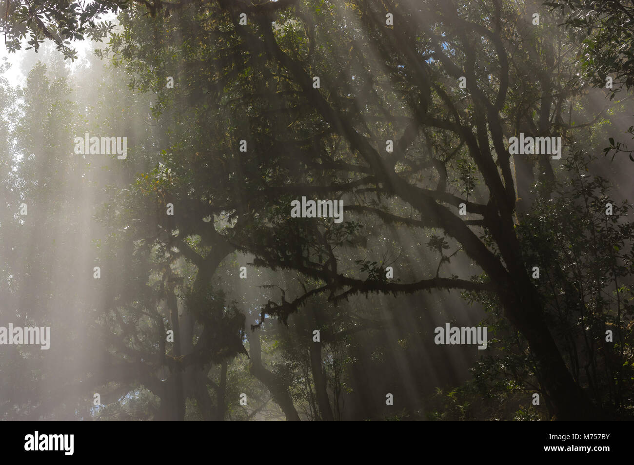 Sunbeams in the fog forest, Madeira, Portugal Stock Photo - Alamy