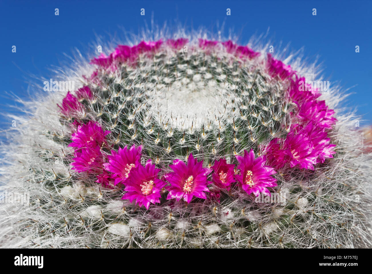 Home blooming cactus Mammillaria on blue sky background Stock Photo