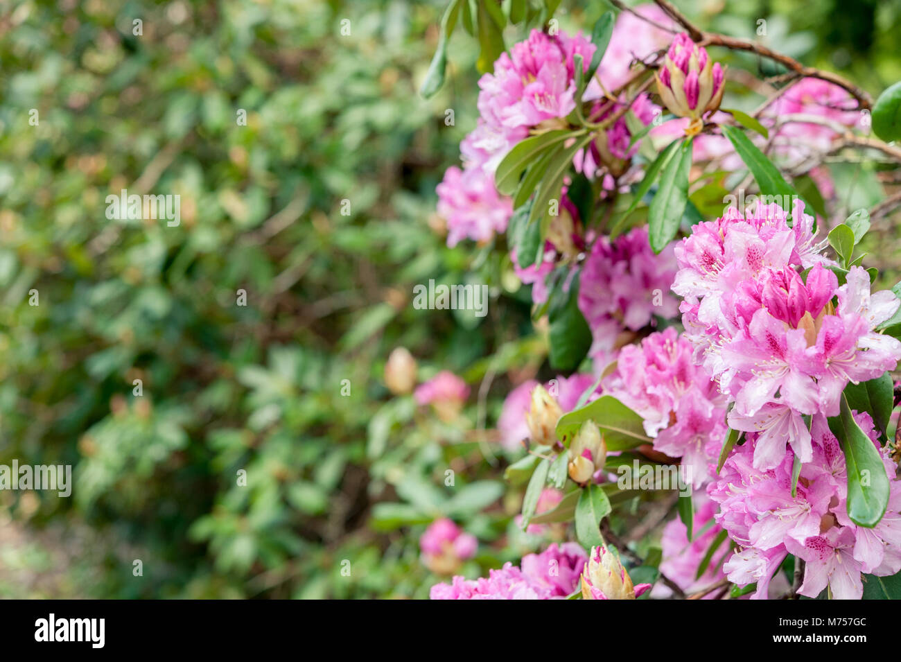 Pink rhododendron flowers blooming on rhododendron bush. Stock Photo